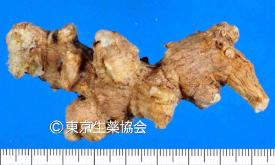 チクセツニンジン／新常用和漢薬集 ｜ 公益社団法人東京生薬協会