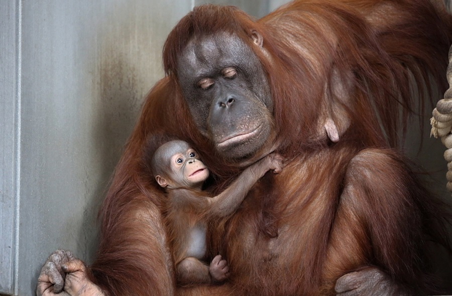 ボルネオオランウータンの故郷を守れ！旭山動物園でワークショップを