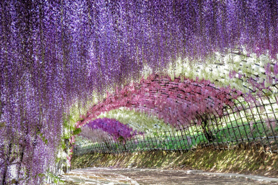 110メートルの藤のトンネルをくぐって 「河内藤園」の藤の花が見ごろに