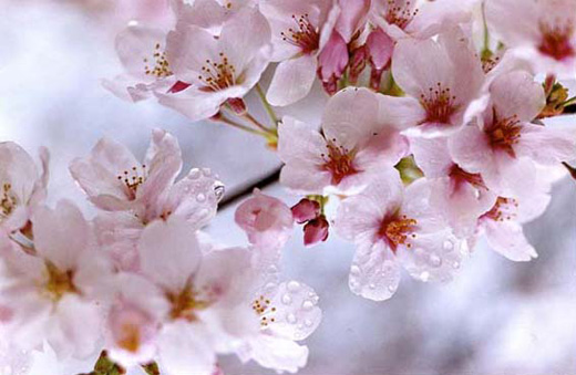 蜷川実花,Mika Ninagawa|@GALLERY TAGBOAT