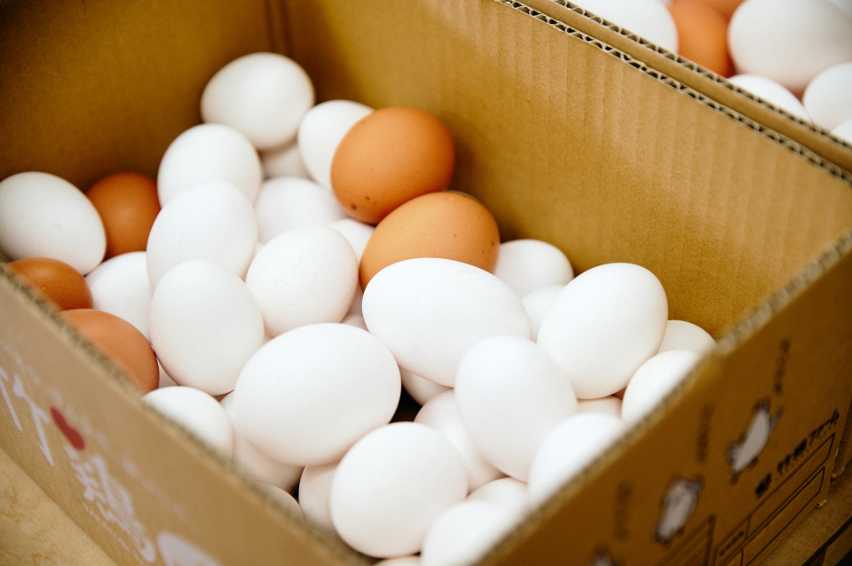 白石に根ざし愛される卵を。竹鶏ファームが広げるありがとうの“わ