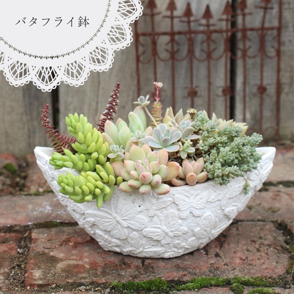 バタフライ陶器鉢のギフト,多肉植物のプレゼント,ハオルチア寄せ植え