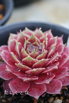 紅睡蓮、べにすいれん,センペルビウム属,紅睡蓮、べにすいれんの通販