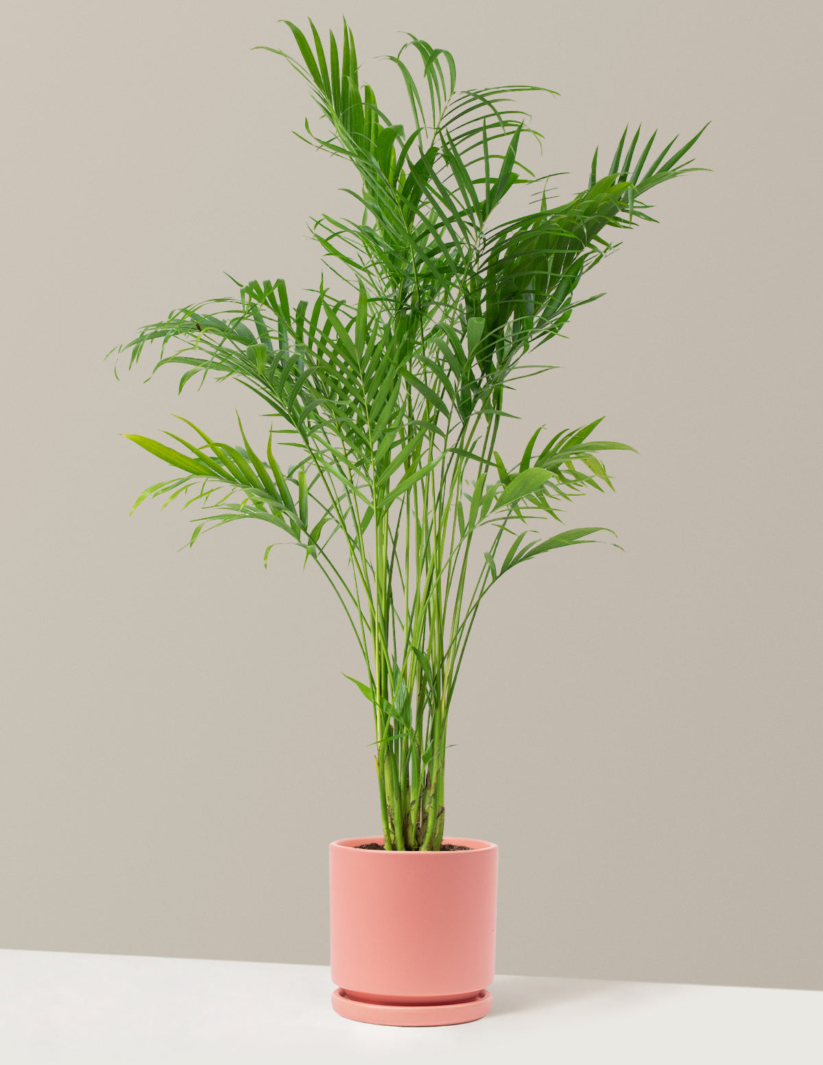 Large Cat Palm | Indoor Plants & Houseplants for Delivery | The Sill