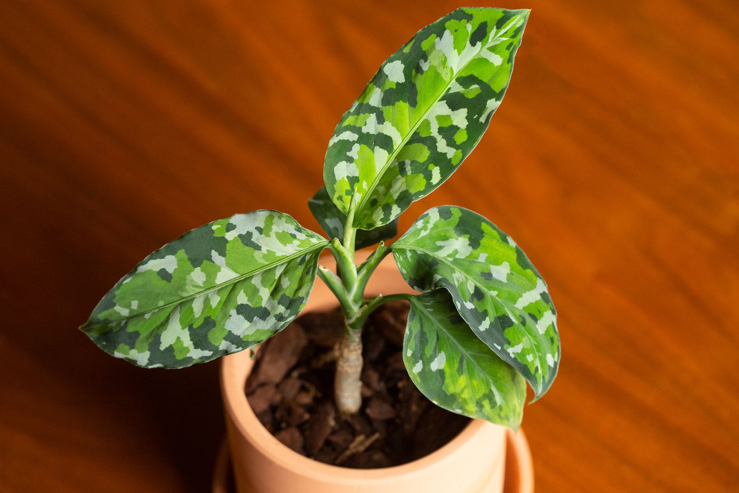 How to Grow and Care for Aglaonema Pictum Tricolor