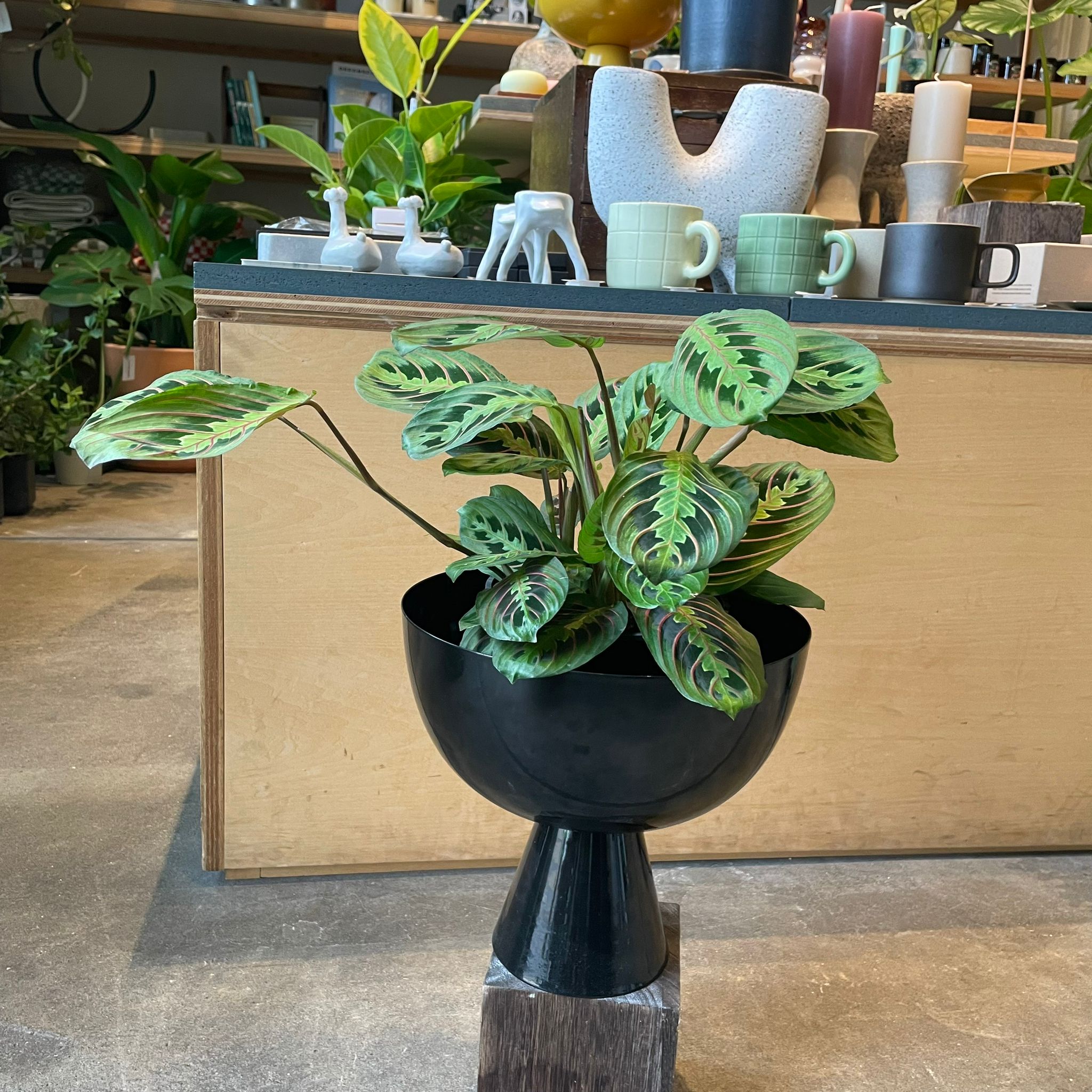 ThePlantSociety_667.jpg?v=
