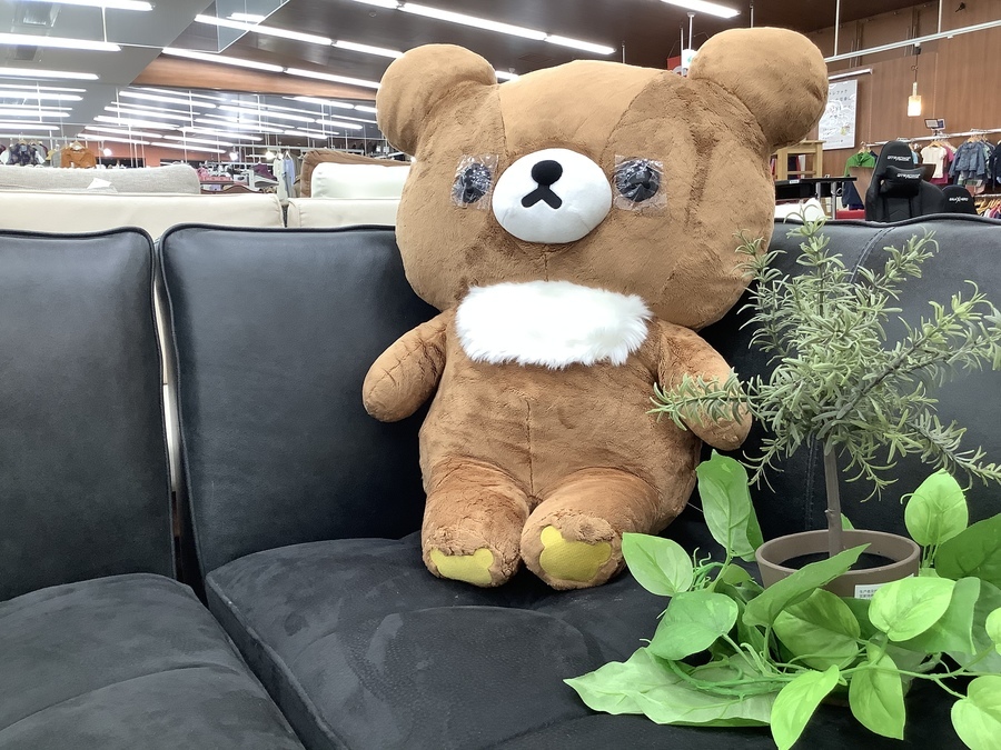 特大チャイロイコグマぬいぐるみ 入荷しました！【所沢店】｜2021年07