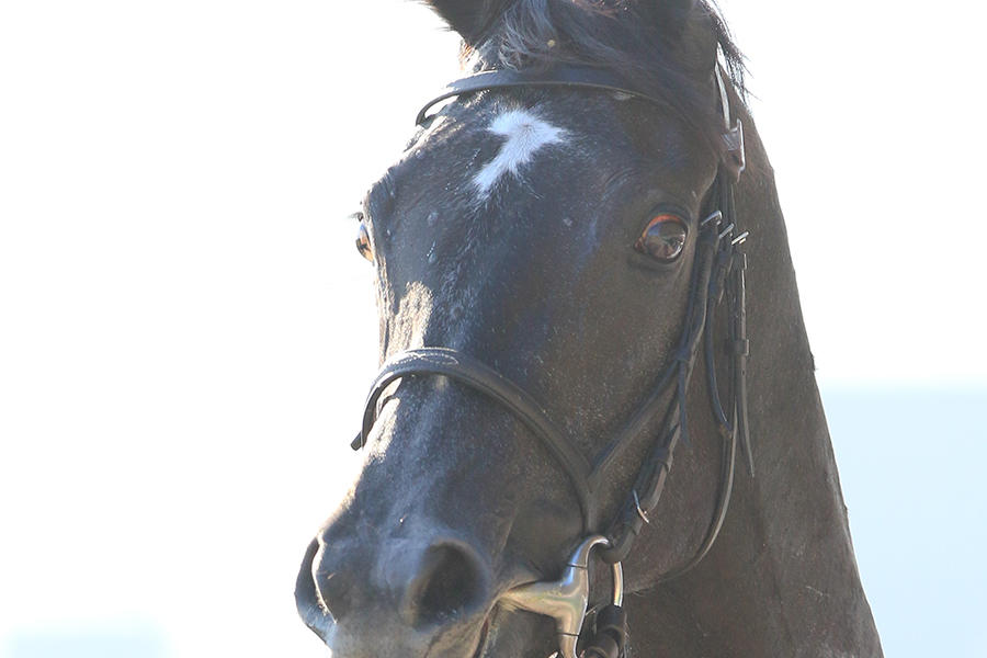 宝塚記念】クロノジェネシスが6馬身差の圧勝！2着にキセキ｜テレ東
