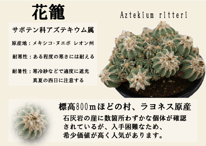 サボテン 花籠｜盆栽・サボテン・多肉植物 生産販売専門【浦部陽向園