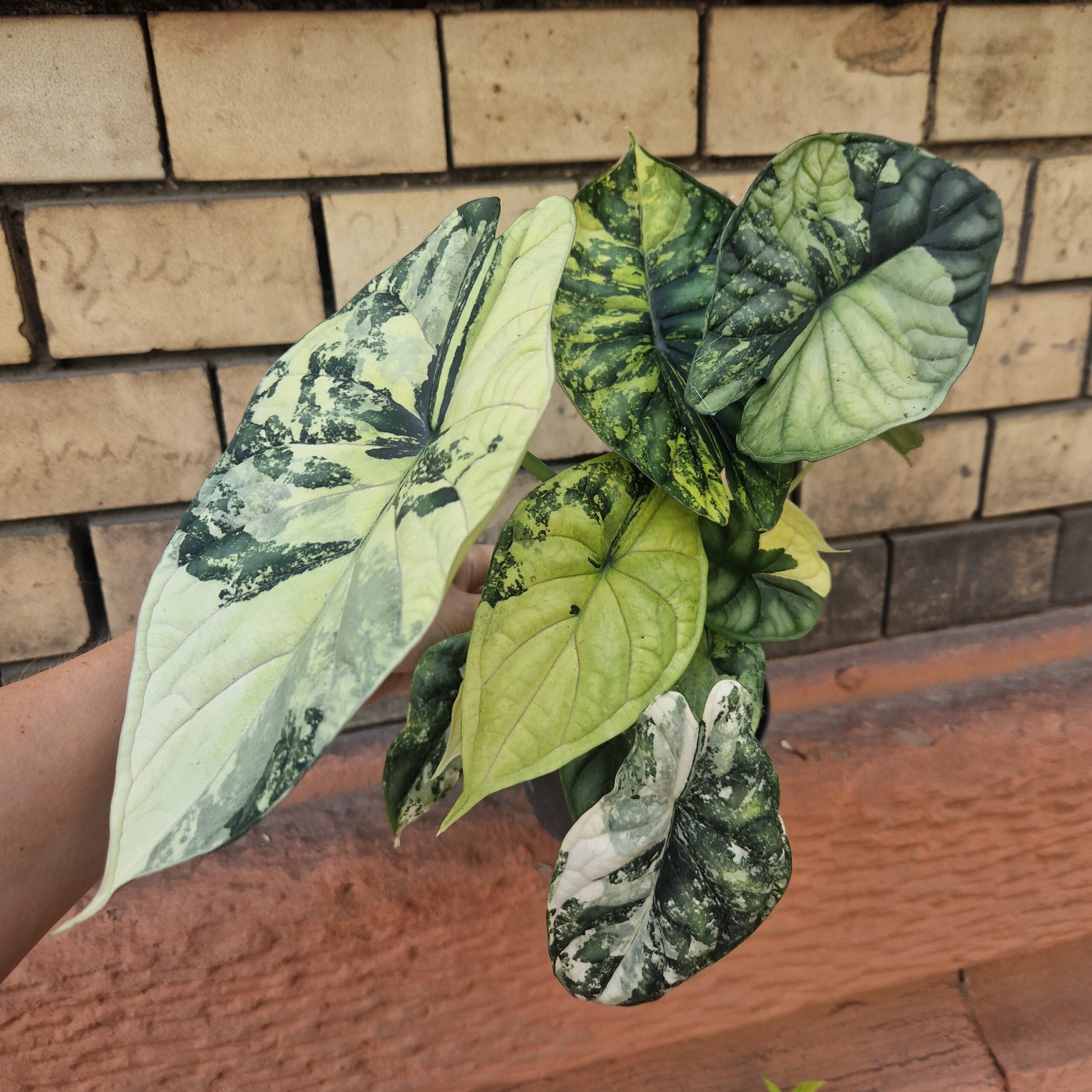 Alocasia Dragon Scale Variegata | Urban Jungle
