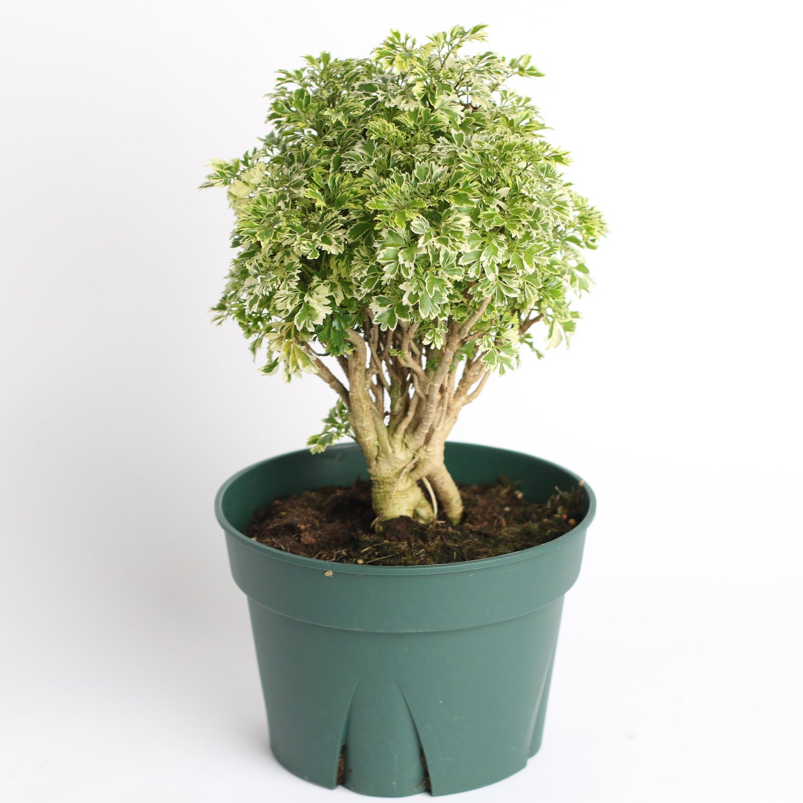 Lucky Jade Bonsai Tree - Verdant Lyfe