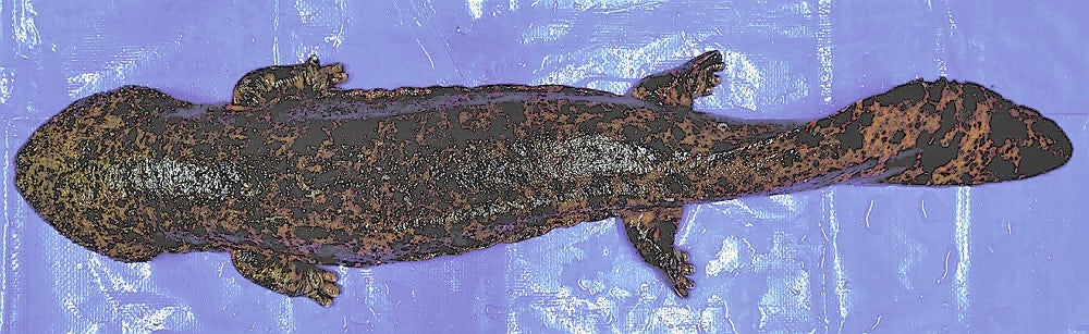 滋賀で発見のオオサンショウウオ、兵庫から移動させたか…専門家「違法