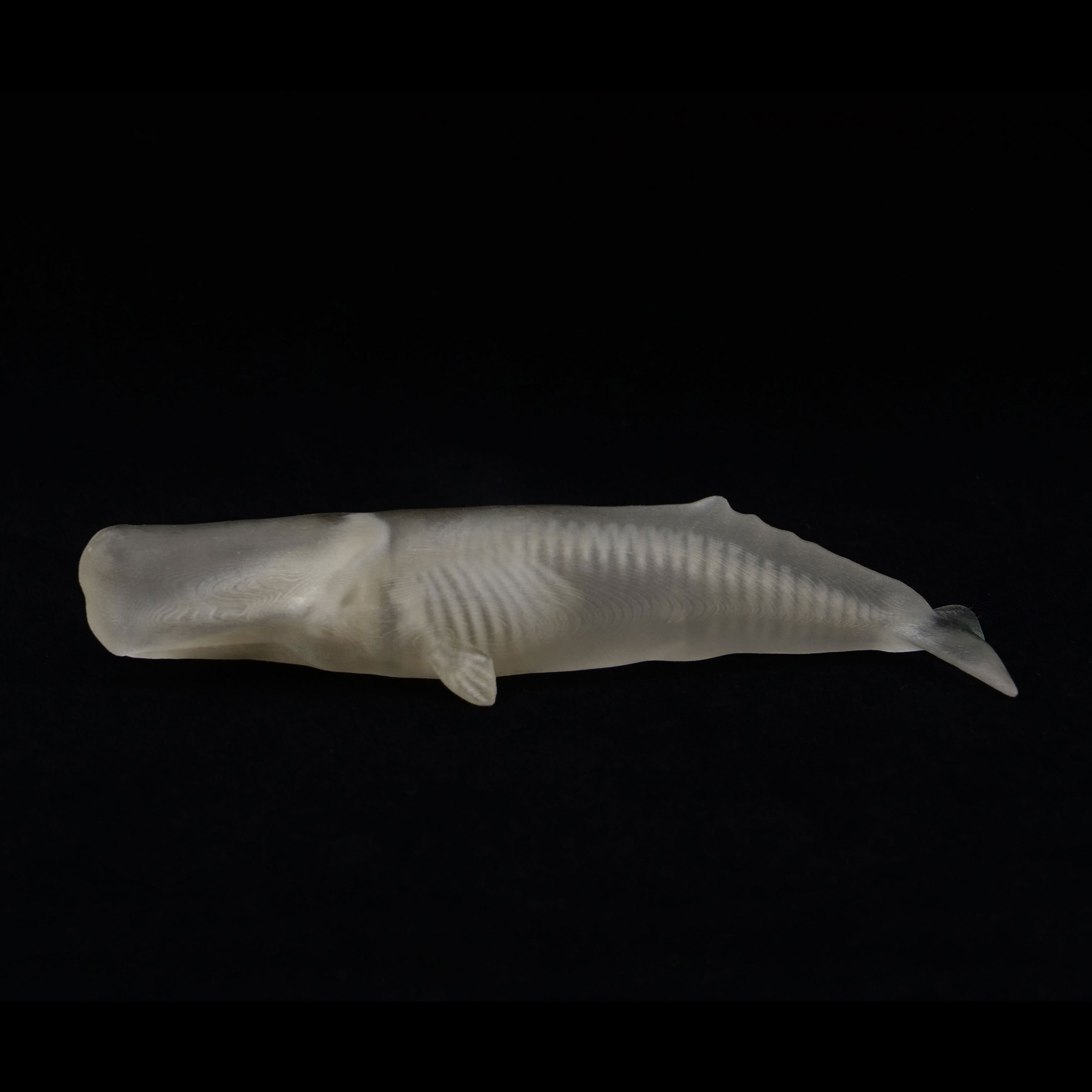 玉骨標本 マッコウクジラ Sサイズ 半完成品(研磨なし) – 合同会社吉本
