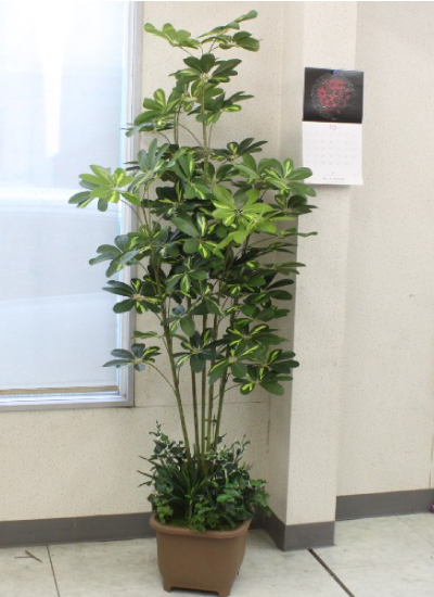 カポックツリー 180cm フェイクグリーン 造花 観葉植物 CT触媒 snb