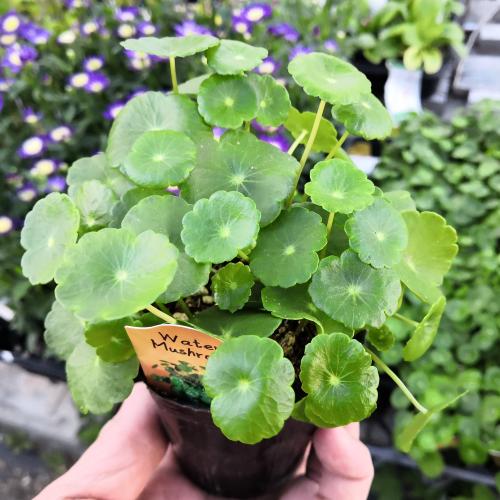 やましち山野草店 / 水生植物