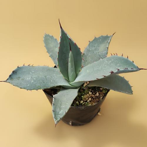 やましち山野草店 / 多肉植物 アガベ パリー トランカータ 7.5〜9cm