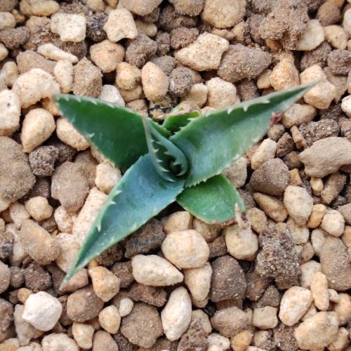 やましち山野草店 / 多肉植物 アガベ ユタエンシス Agave utahensis