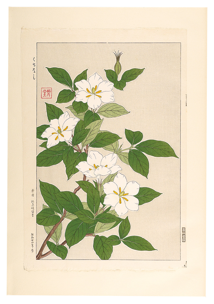河原崎奨堂「日本の花こよみ クチナシ（梔子）」 | 山田書店美術部