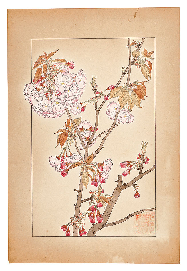杉浦非水「八重桜」 | 山田書店美術部オンラインストア