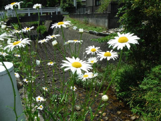 乙女の期待を裏切らない科学的な花占い マーガレット（キク科） - 山と