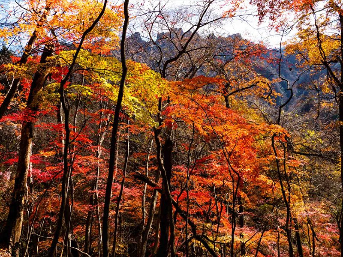 妙義の岩峰群を飾る絢爛豪華な紅葉絵巻。知る人ぞ知る裏妙義の「もみじ