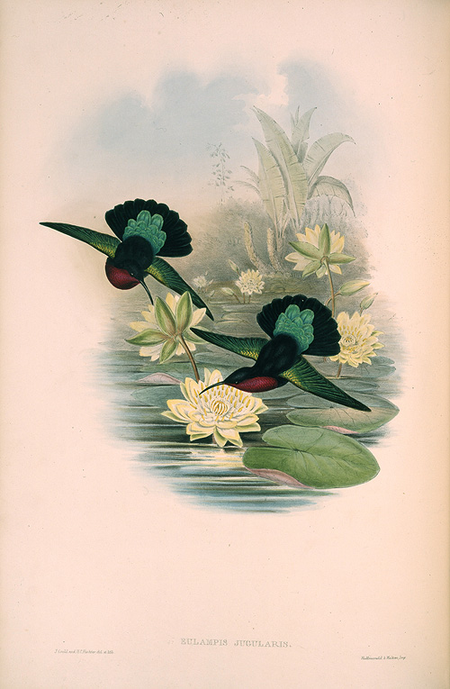 所蔵名品から6 John Gould（ジョン・グールド） ハチドリ科鳥類図譜