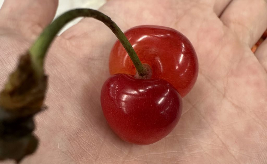 さくらんぼって、おおきいの～？?いろいろさくらんぼ🍒 - YBC 山形放送