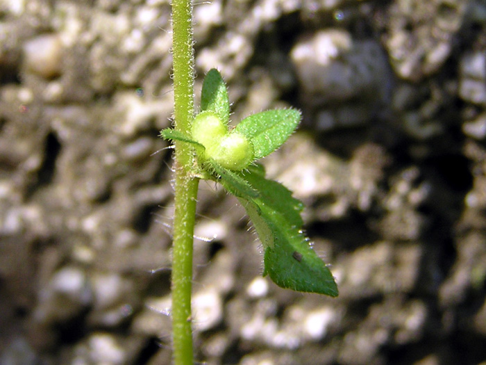 タチイヌノフグリ | 植物写真鑑