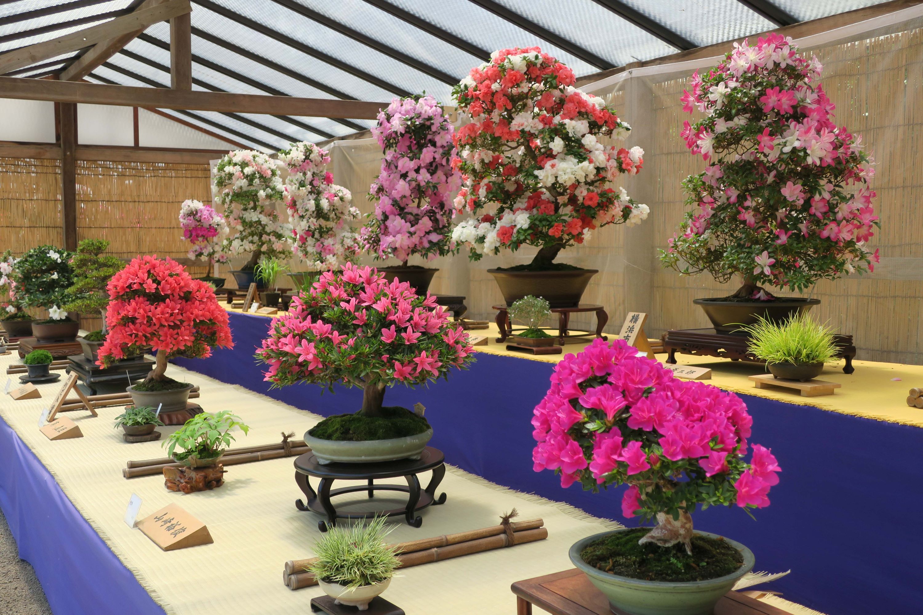 三溪園 さつき盆栽展｜ 【公式】横浜市観光情報サイト