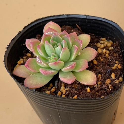 やましち山野草店 / 多肉植物 エケベリア マッコス 2.5号（7.5cm）ポット苗