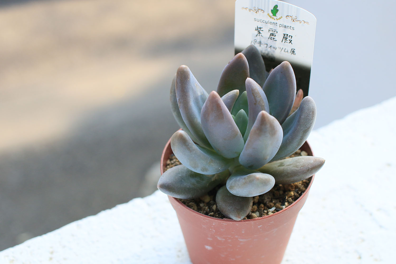 紫色のパキフィツム「紫麗殿」を育てる | 山梨で多肉植物を育てるBLOG