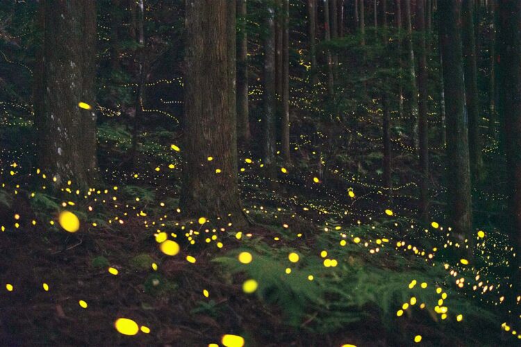奈良・宇陀で幻想的なホタル観賞──やたきや期間限定「蛍ツアー