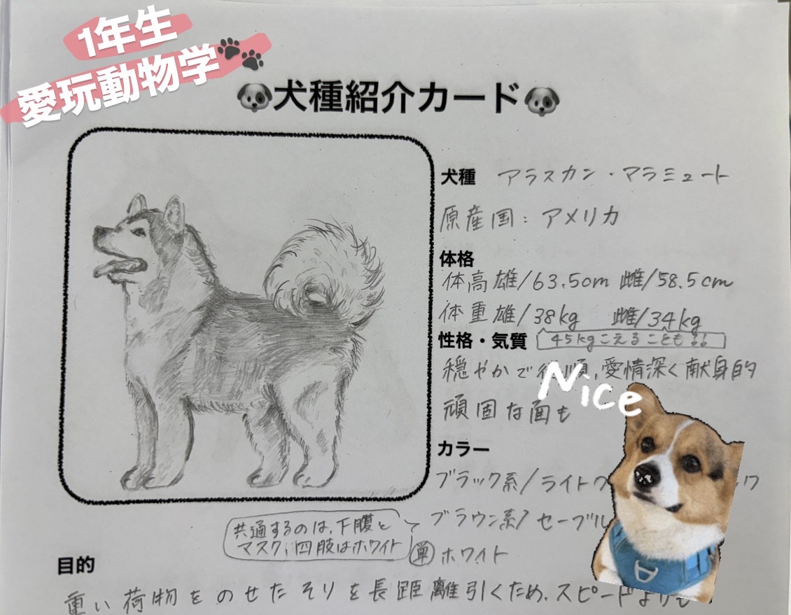 1年生｜愛玩動物学🐩犬種紹介カードを作成📚 - 吉田学園動物看護専門学校