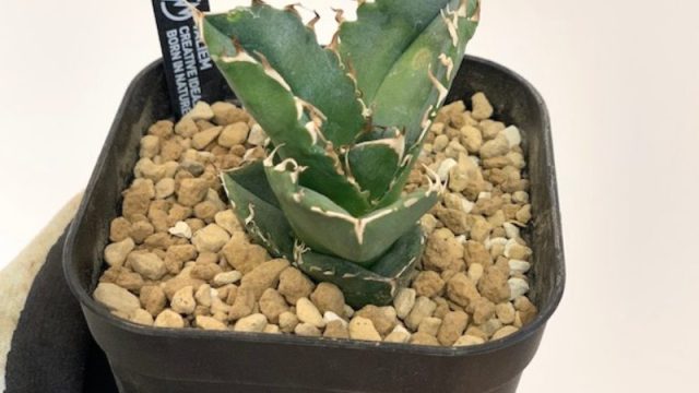 プレステラ90→105深鉢】アガベチタノタ Cok/cg-01の植え替え｜BOTANILIFE