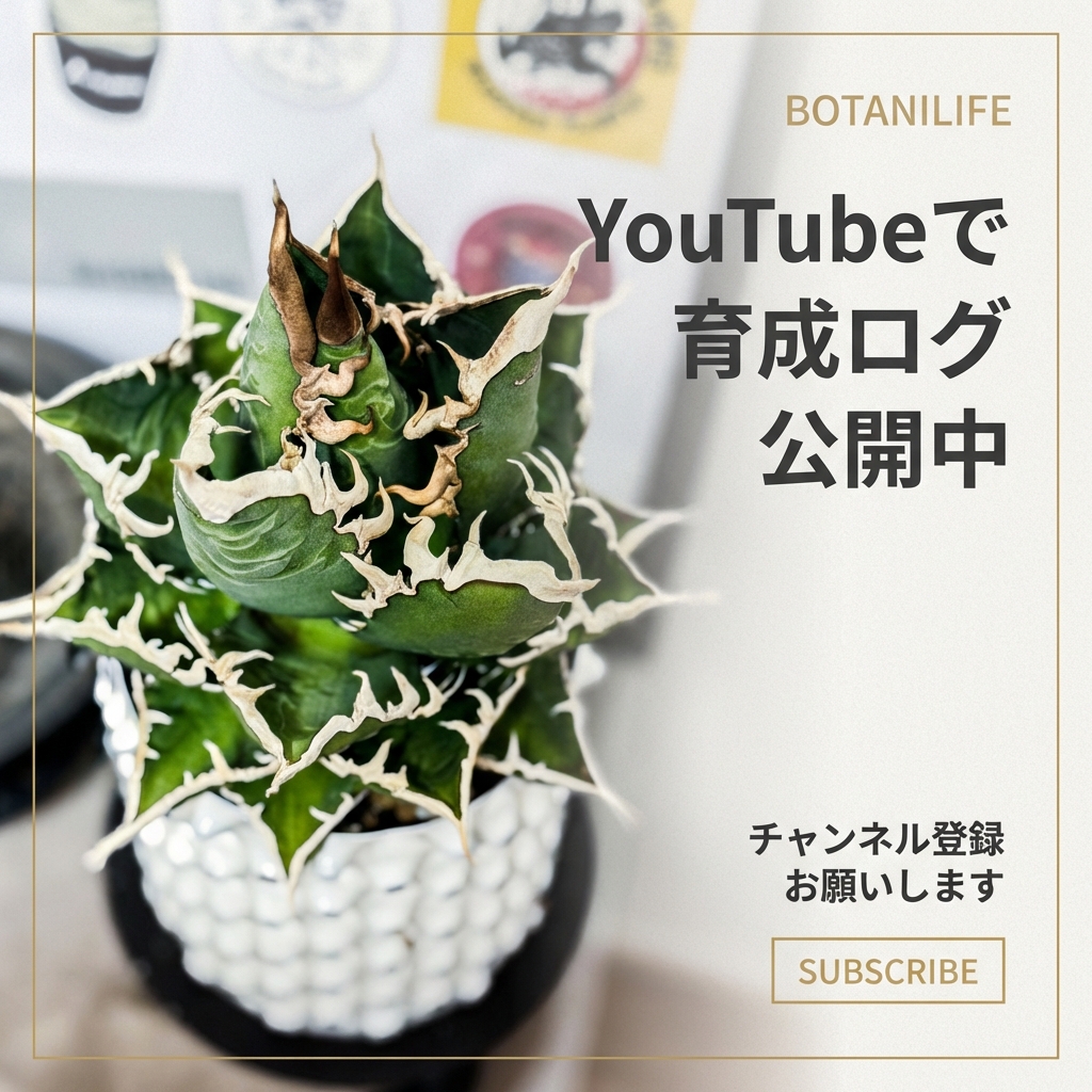 フォークイエリア・ファシクラータ（Fouquieria fasciculata）の実生に