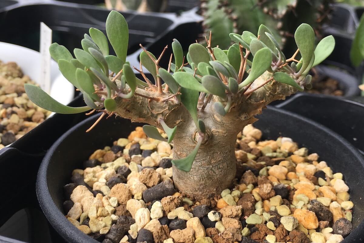オトンナ・ユーフォルビオイデス（Othonna euphorbioides）| 育て方