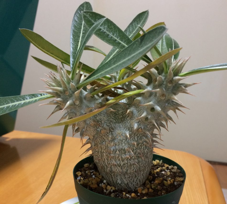 パキポディウム・デンシフローラム（Pachypodium densiflorum）| 育て