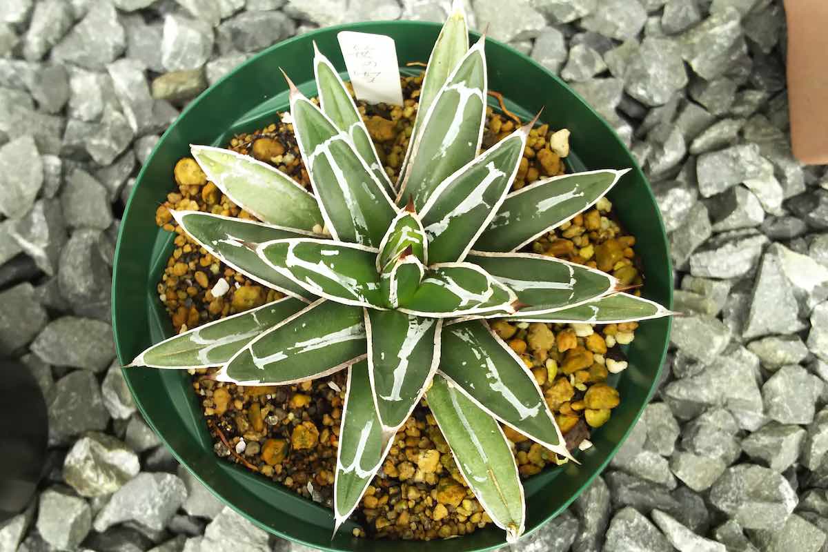 アガベ・笹の雪（Agave victoriae reginae）の紹介と育て方 – ゆるぷ