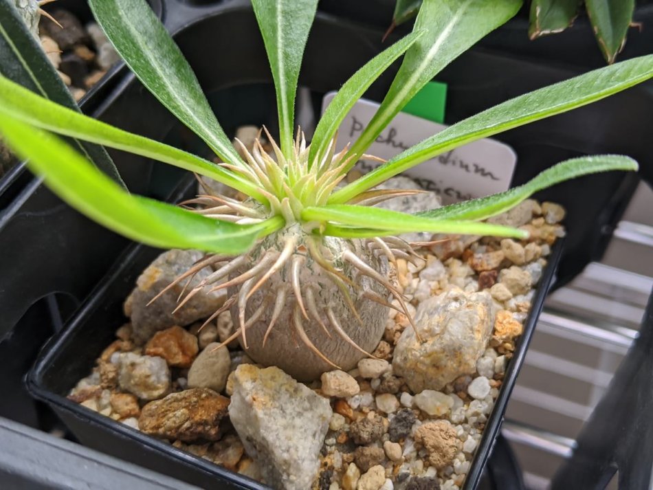 パキポディウム・エニグマティクム（Pachypodium enigmaticum）の育て