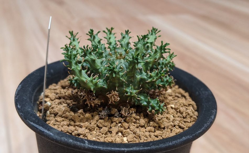 ユーフォルビア・アトロビリディス（Euphorbia atroviridis）の育て方