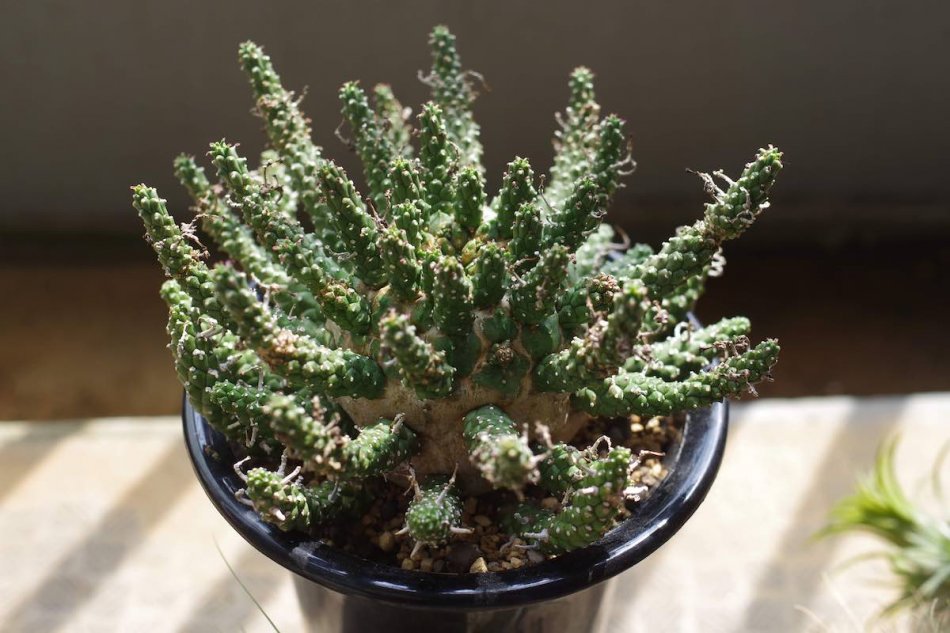 ユーフォルビア・ガムケンシス（Euphorbia gamkensis）の紹介・育て方