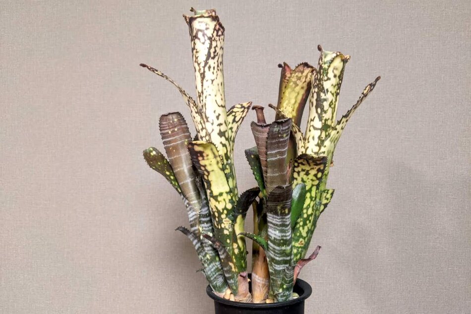 Billbergia 'Midnight Sun'（ビルベルギア ミッドナイトサン）の育て方