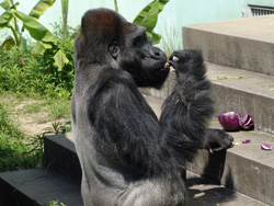 福岡市動物園｜「ゴリラ」