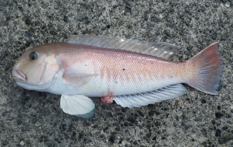 シロアマダイ - WEB魚図鑑