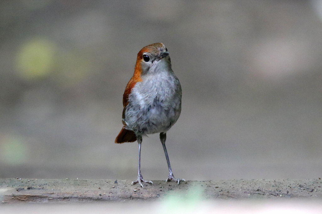ホントウアカヒゲ(2017.06.25) - 日本の野鳥識別図鑑