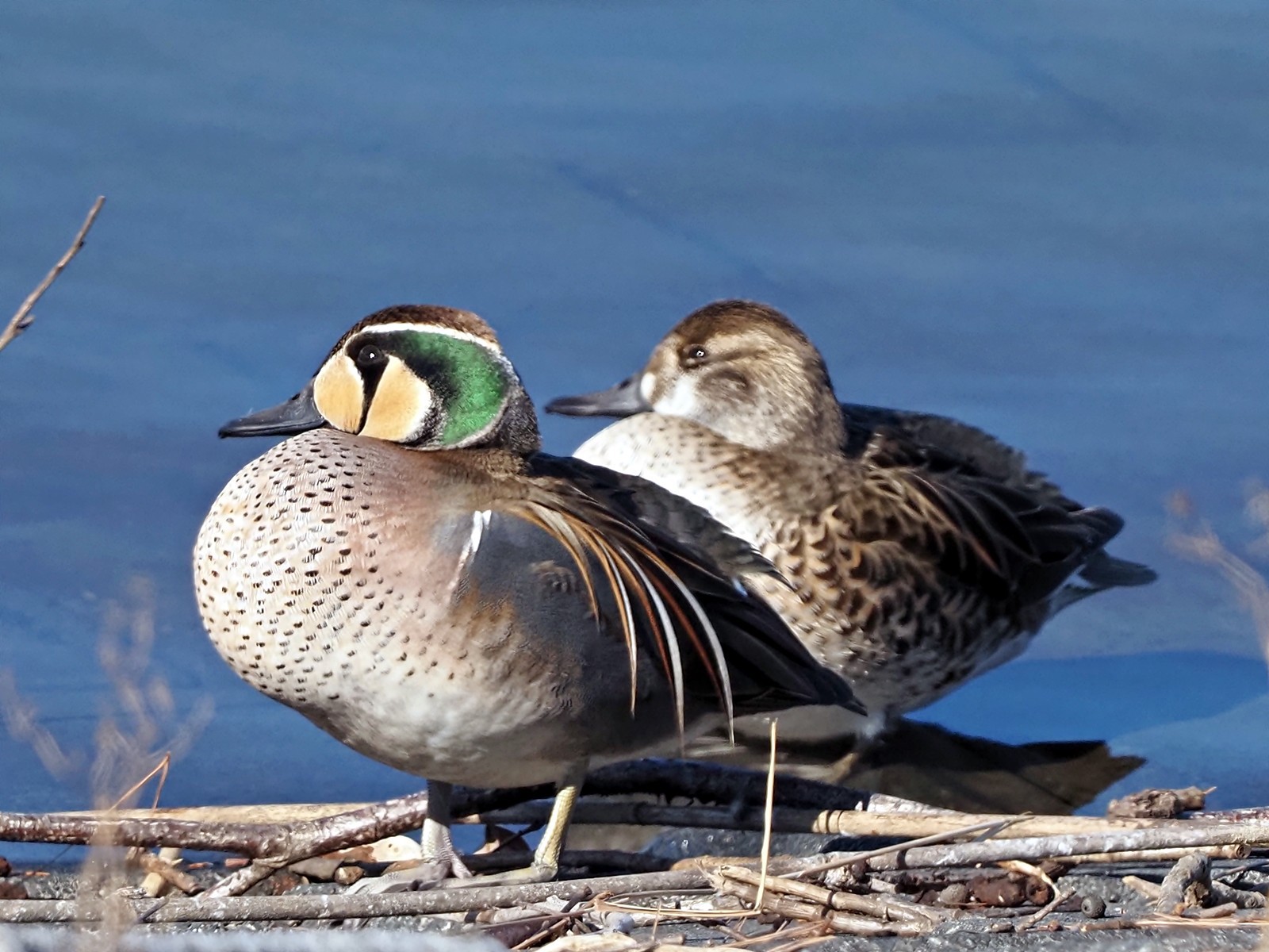 トモエガモ(2023.02.12) - 日本の野鳥識別図鑑