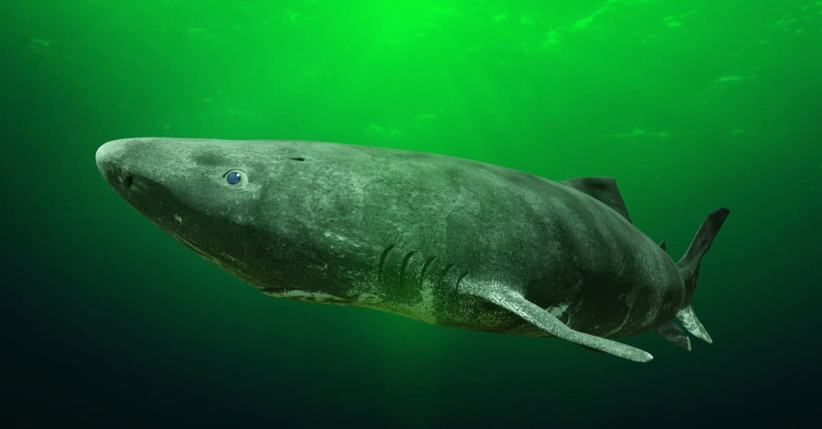 The World's Oldest Greenland Shark - A-Z Animals