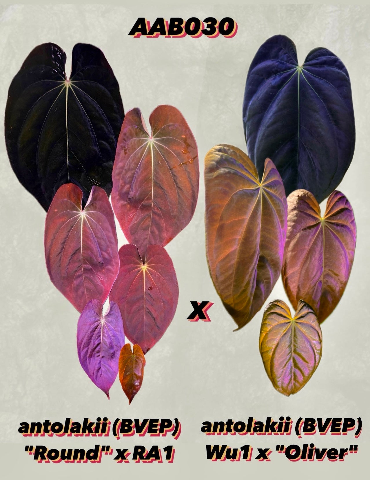 Anthurium antolakii (BVEP) 