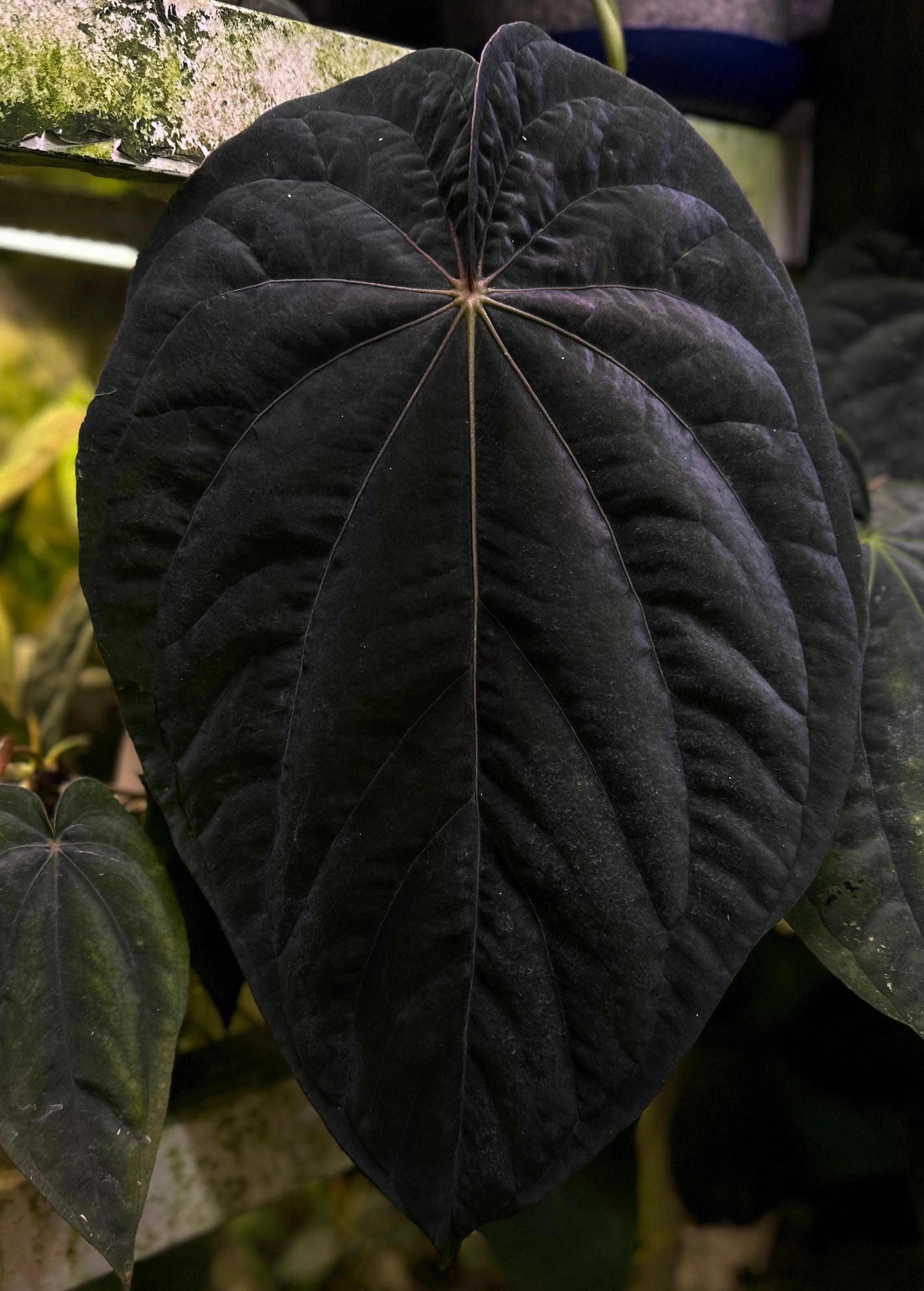 Anthurium dressleri “Obsidian” x RG – AABexotics
