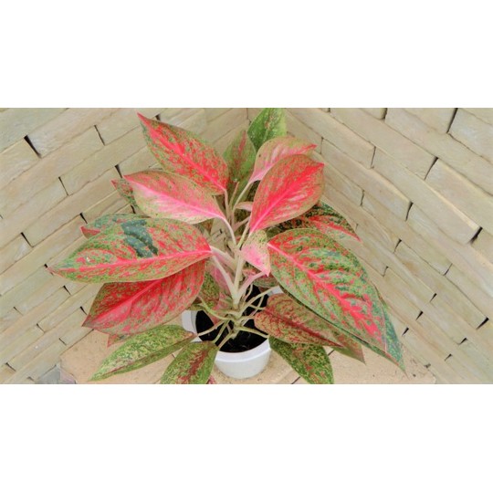 アグラオネマ サブモンクル 赤系アグラオネマ 大株 | 希少植物の販売